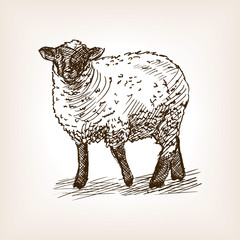 Sheep hand drawn sketch vector