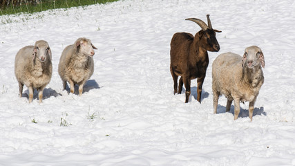 Ziegenbock und Schafe im Schnee