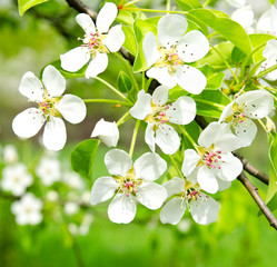 Cherry apple blossoms over nature background