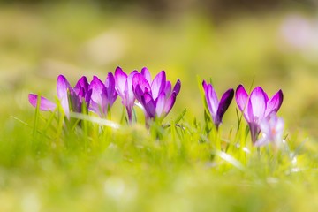 lila krokusse / Purple Crocuses