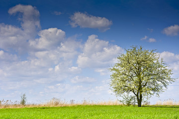 Krajobraz z kilkoma drzewami i chmurami na błękitnym niebie. Wiejski krajobraz wczesną wiosną w pogodny dzień. 