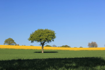 arbre et champ de colza
