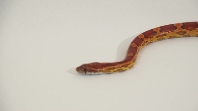 The Corn a Snake 4