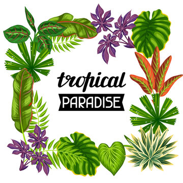 Frame with tropical plants and leaves. Image for advertising booklets, banners, flayers