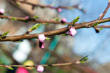 The flower of a cherry tree which blooms on the way. Flowering cherry in the spring, the scent of blossoming apricot.