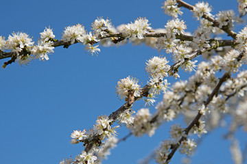 Schlehdorn, Prunus spinosa, Blüten
