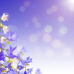 Blue and white bellflowers background_2