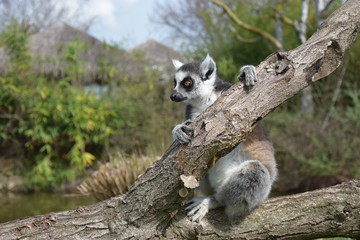Fototapeta premium Lemure 2