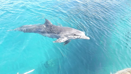 Delfino