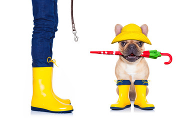 fawn french bulldog ready for a walk