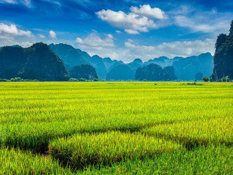 Rice field. Mui Ne