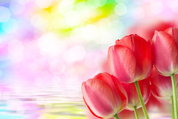 Obraz premium Tulip flowers close up