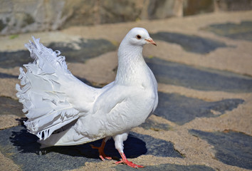 Beautiful white dove