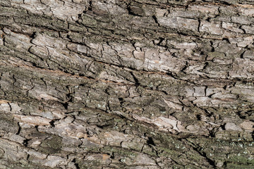 Bark of tree