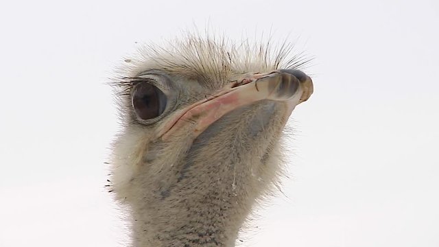 The head of an ostrich on a light background. 3 Shots.