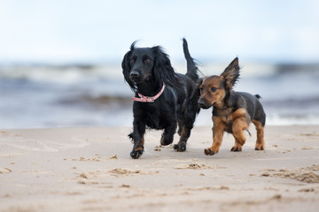 dachshund dog and puppy walking on the beach