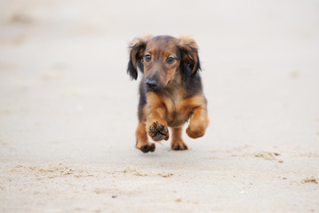 brown dachshund puppy running outdoors © otsphoto