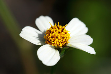 Galinsoga parviflora is an herbaceous plant