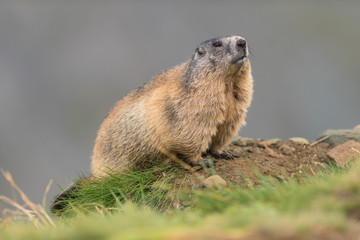 Murmeltier in den Alpen Europa - marmot in the european alps 5