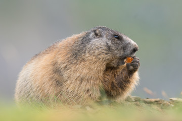 Murmeltier in den Alpen Europa - marmot in the european alps 4