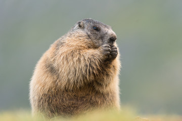 Murmeltier in den Alpen Europa - marmot in the european alps 3
