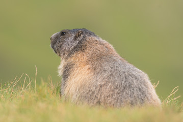 Murmeltier in den Alpen Europa - marmot in the european alps 2