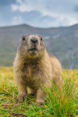 Murmeltier in den Alpen - marmot in the alps 103