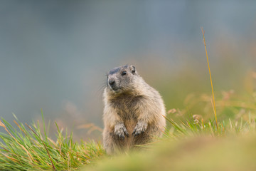 Murmeltier in den Alpen - marmot in the alps 102
