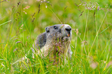 Murmeltier in den Alpen - marmot in the alps 101