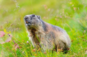 Naklejka na ściany i meble Murmeltier in den Alpen - marmot in the alps 99