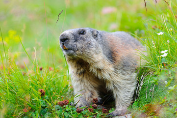 Murmeltier in den Alpen - marmot in the alps 98