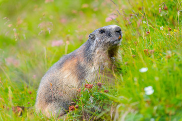Naklejka na ściany i meble Murmeltier in den Alpen - marmot in the alps 97