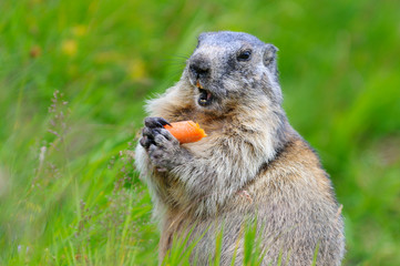 Murmeltier in den Alpen - marmot in the alps 94