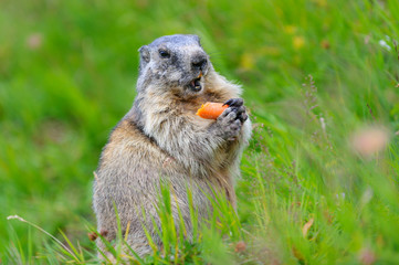 Murmeltier in den Alpen - marmot in the alps 93