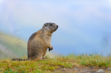 Murmeltier in den Alpen - marmot in the alps 71