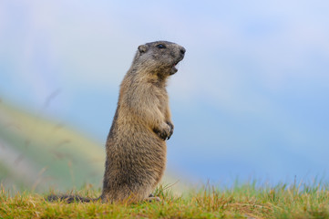 Naklejka na ściany i meble Murmeltier in den Alpen - marmot in the alps 68