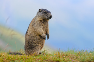 Murmeltier in den Alpen - marmot in the alps 67