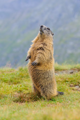 Murmeltier in den Alpen - marmot in the alps 65