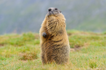 Murmeltier in den Alpen - marmot in the alps 64