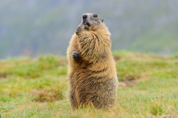 Murmeltier in den Alpen - marmot in the alps 63