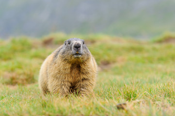 Naklejka na ściany i meble Murmeltier in den Alpen - marmot in the alps 62