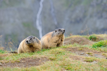 Murmeltier in den Alpen - marmot in the alps 60