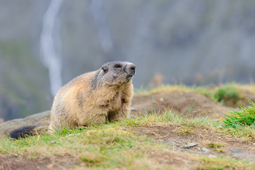 Murmeltier in den Alpen - marmot in the alps 58