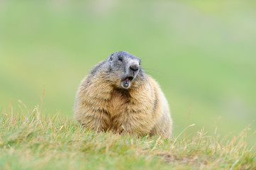 Murmeltier in den Alpen - marmot in the alps 51