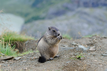 Murmeltier in den Alpen - marmot in the alps 47