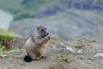 Murmeltier in den Alpen - marmot in the alps 46