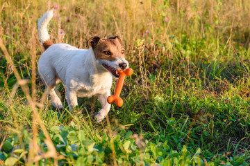 Dog walking by footpath at summer meadow with toy bone