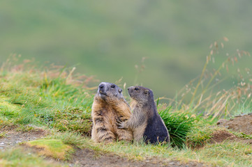 Murmeltier in den Alpen - marmot in the alps 20