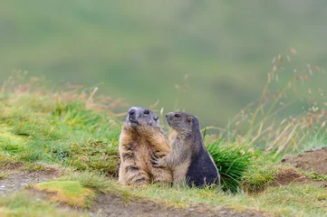 Murmeltier in den Alpen - marmot in the alps 20 © artepicturas