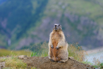 Murmeltier in den Alpen - marmot in the alps 19